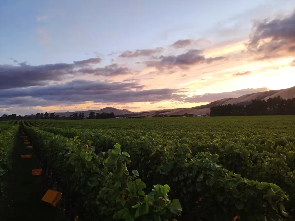 vin vigne vignoble nouvelle zélande